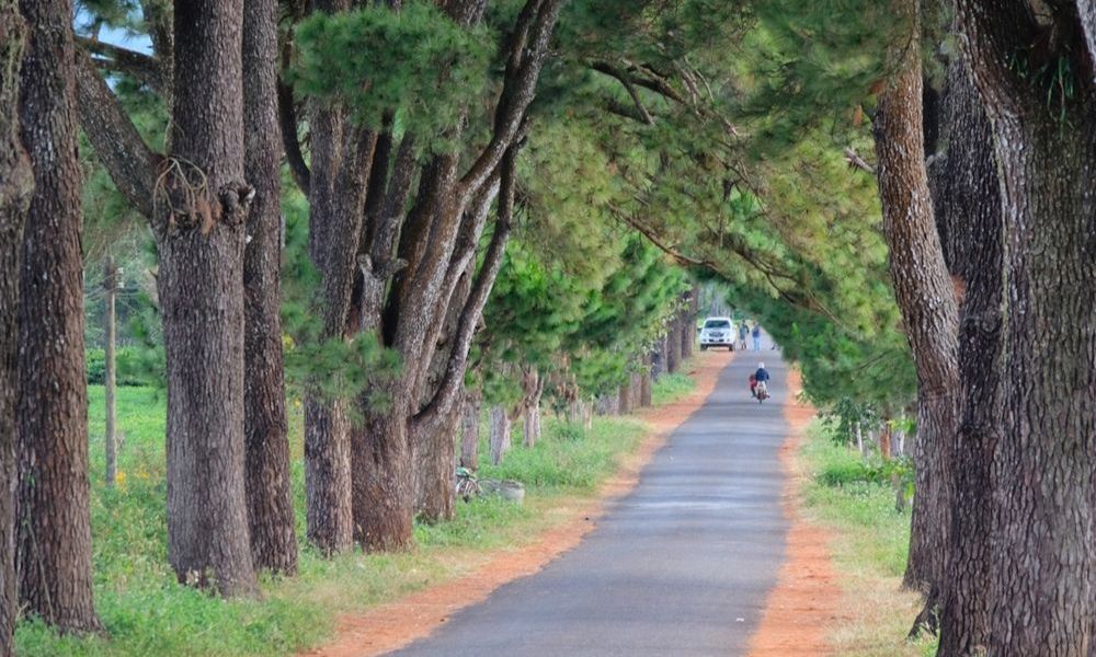 Bạn cũng có thể di chuyển qua cầu treo Biển Hồ