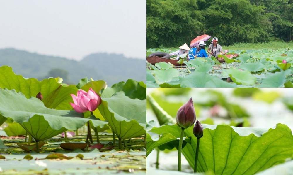 Du khách đến ngắm cảnh và dạo chơi trên hồ Quan Sơn vào mùa hoa sen nở