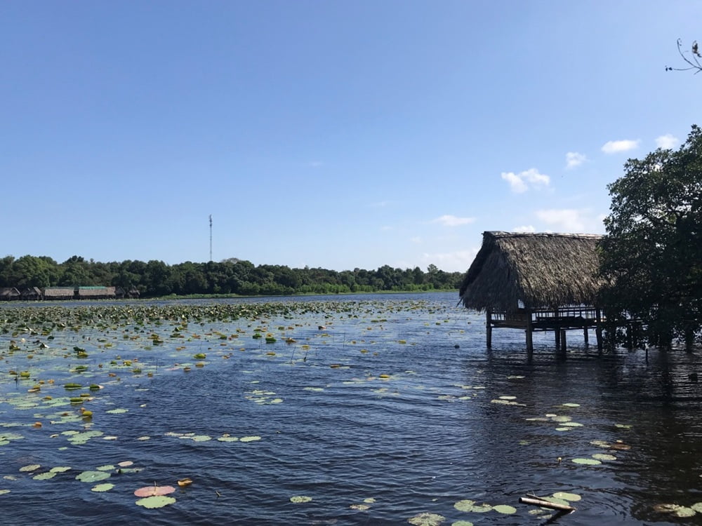 Trằm Trà Lộc mang vẻ đẹp hoang sơ với hệ sinh thái đa dạng (Ảnh: Trung tâm Xúc tiến Đầu tư, Thương mại và Du lịch tỉnh Quảng Trị)