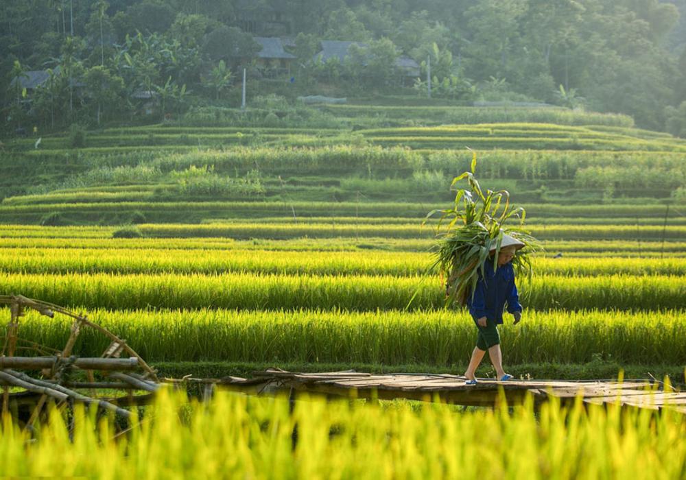 Cánh đồng Mường Thanh dài hơn 20km và rộng tới 6km 