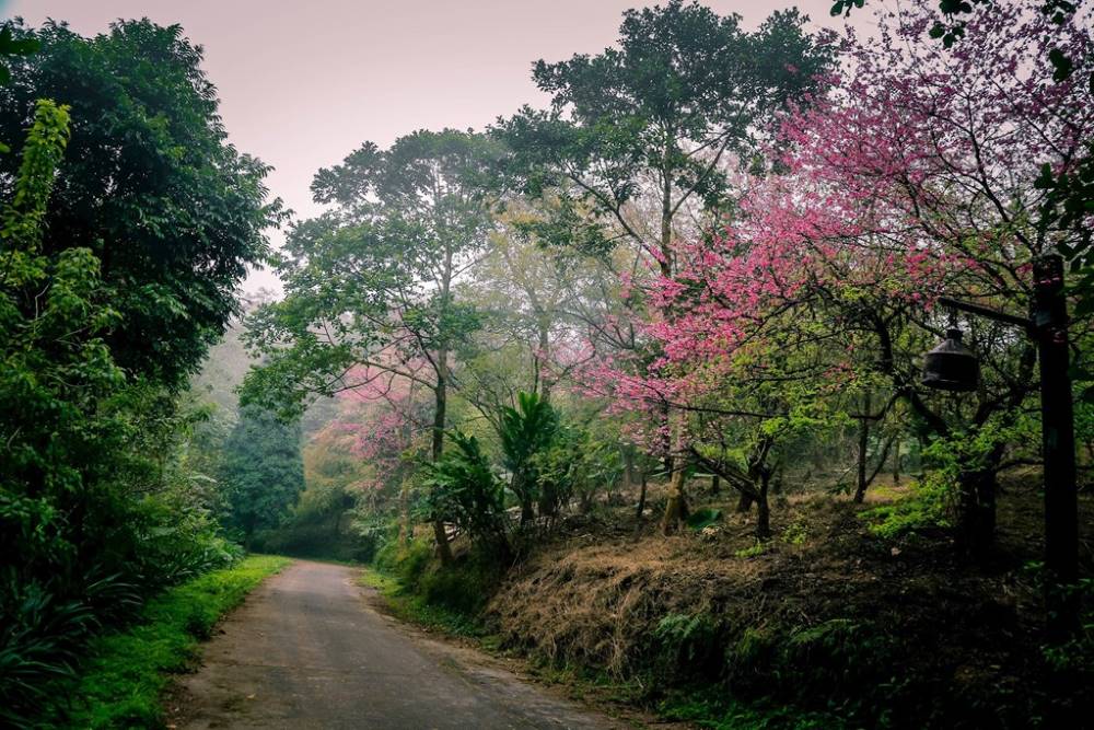 Khung cảnh thơ mộng tại vườn quốc gia Ba Vì mùa hoa anh đào