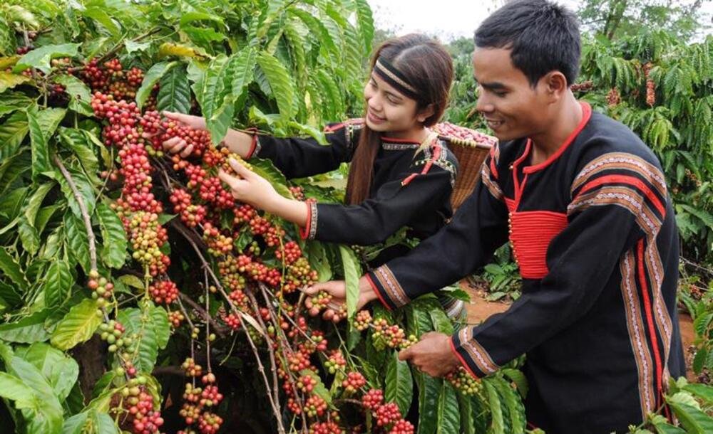 Cà phê Buôn Ma Thuột nổi tiếng với hương vị và mùi thơm đặc trưng 