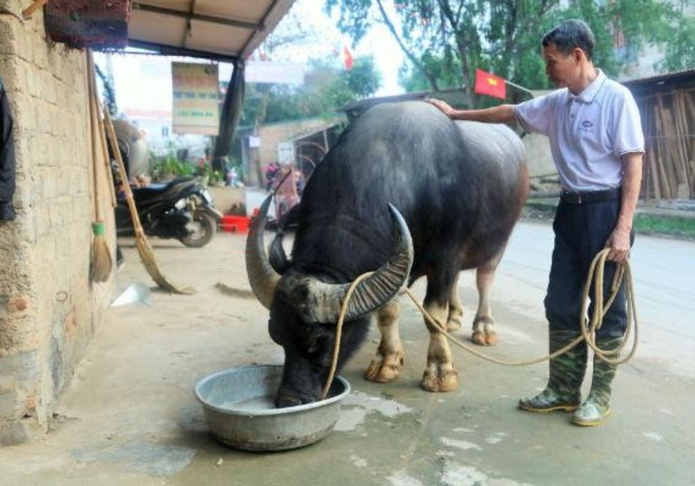 Các "ông trâu" tham gia chọi được tuyển chọn và chăm sóc kỹ càng (Ảnh: Sưu tầm internet)