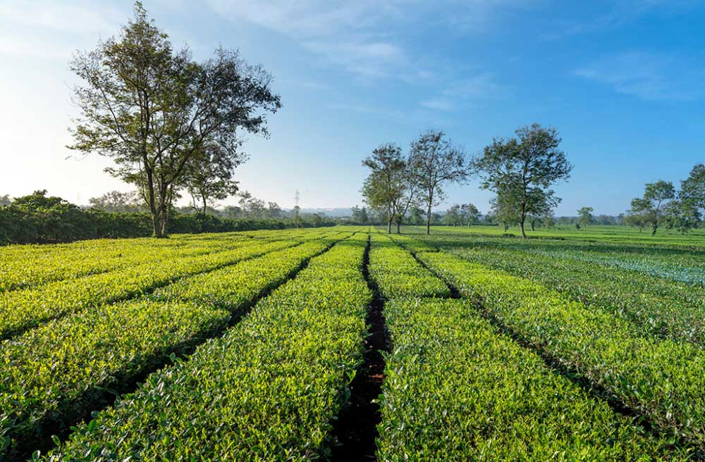 Vẻ đẹp trong trẻo tại Biển Hồ chè, lý tưởng cho những bức ảnh đẹp (Ảnh: Tổng cục Du lịch)