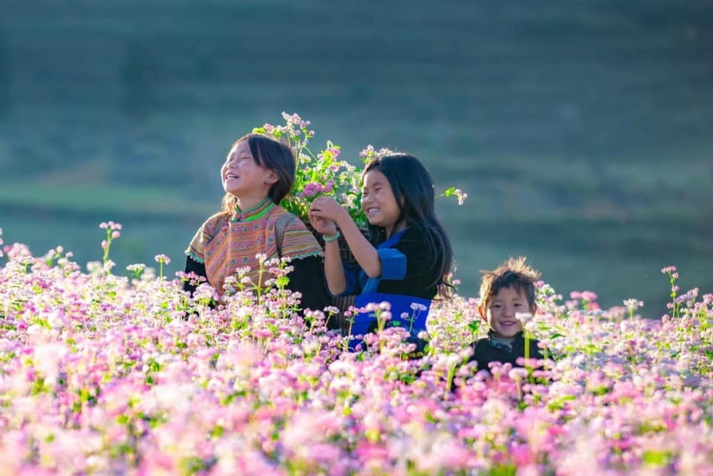 Lễ hội hoa tập trung tại các huyện như Đồng Văn, Mèo Vạc, Yên Minh và Quản Bạ  (Ảnh: Sưu tầm Internet)