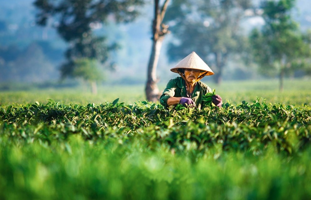 Khám phá văn hóa hái chè của người dân sinh sống quanh Biển Hồ Chè 