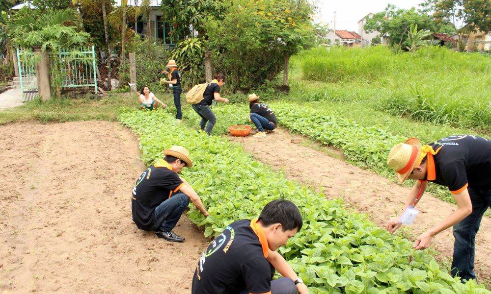 Trải nghiệm hóa thân thành người nông dân “part-time” vô cùng thú vị (Ảnh: Làng rau Ngọc Lãng - Phú Yên)