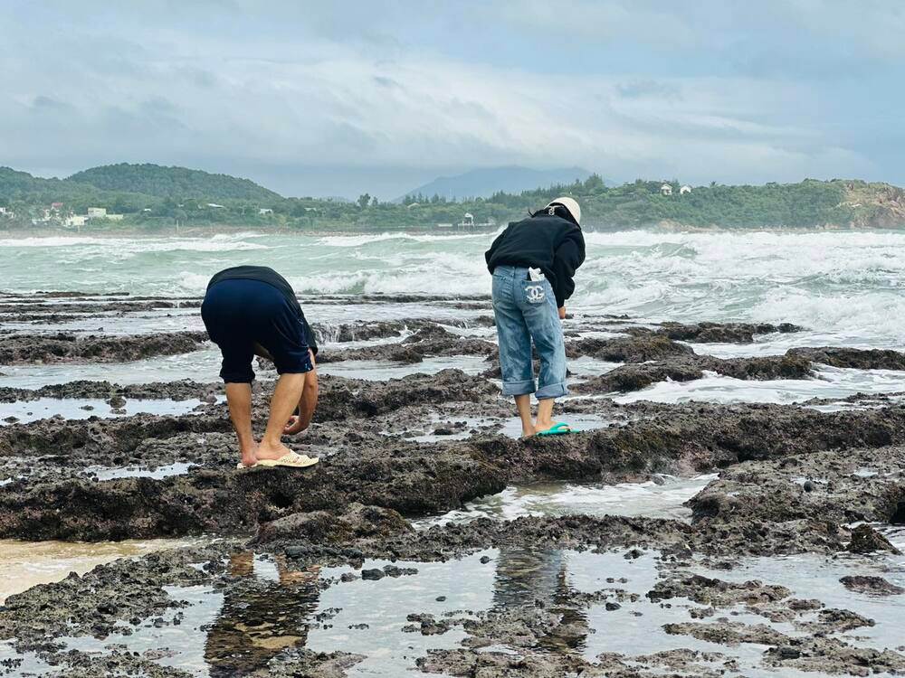 Trải nghiệm thu hoạch rong mứt như ngư dân