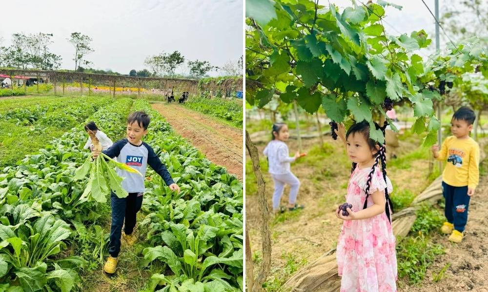 Chimi Farm đã không ngừng phát triển và mở rộng diện tích trồng trọt lên đến 10ha (Ảnh: Sưu tầm Internet)