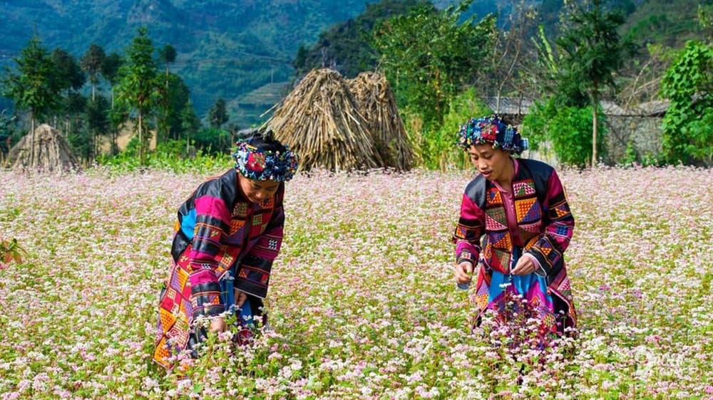  Phố Cáo nhanh chóng chiếm trọn tình cảm của du khách bởi vẻ đẹp hoang sơ  (Ảnh: Sưu tầm Internet)