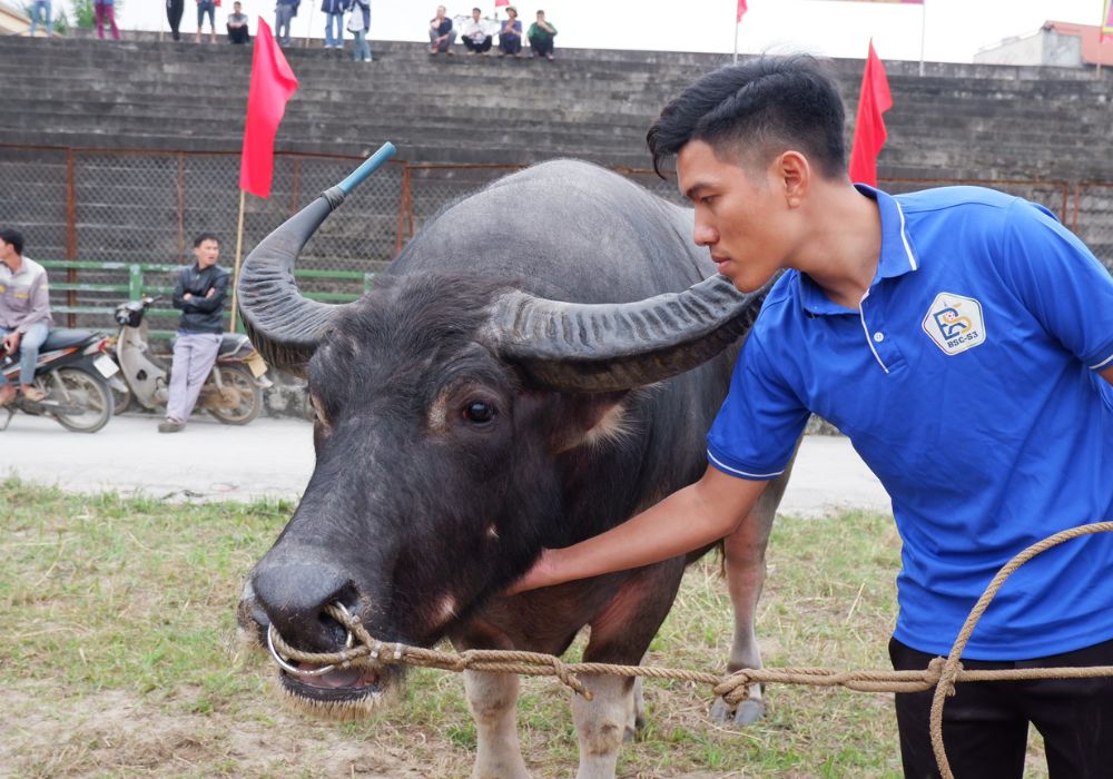 Những “Ông Cầu” được các chủ chăm sóc kĩ càng, coi như người bạn trong nhà (Ảnh: Sưu tầm internet)