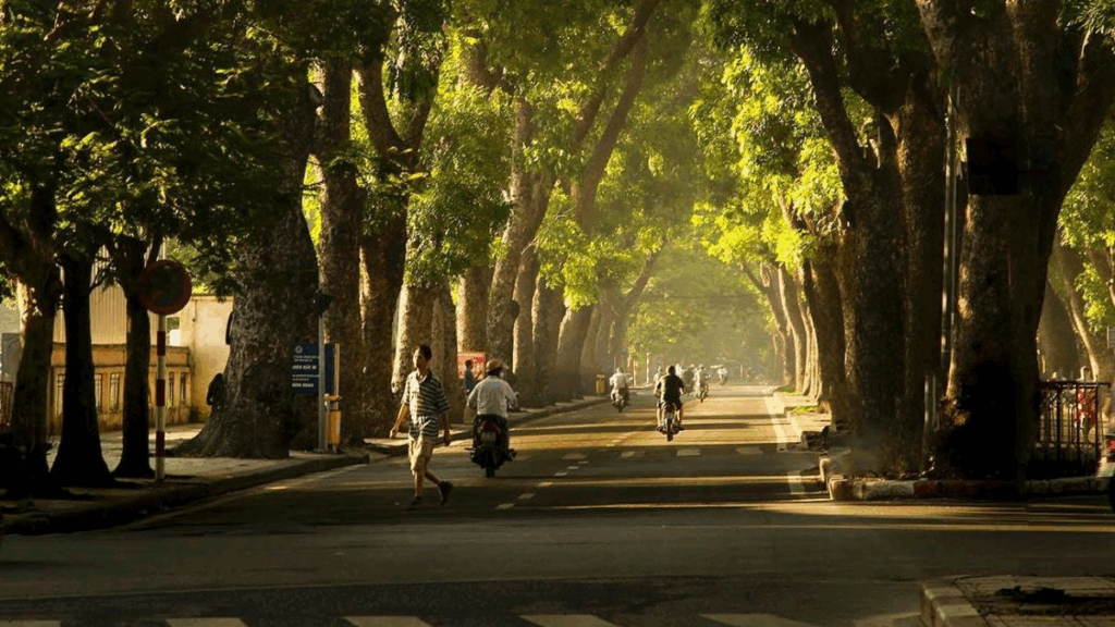Hàng cây trên đường Hoàng Diệu