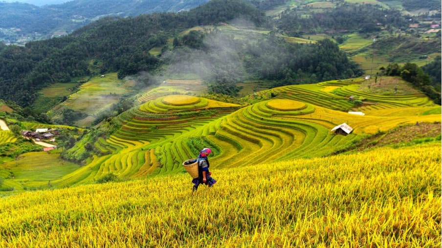 Terrace Field in Sa Pa