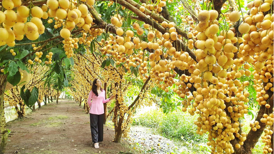 Vườn trái cây Mỹ Khánh 