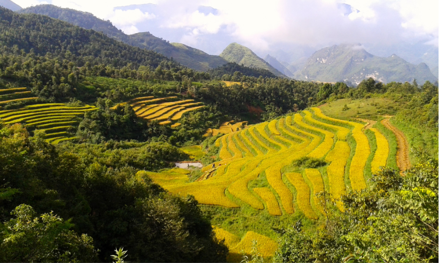 Northern Vietnam's rice terraces during the autumn harvest.