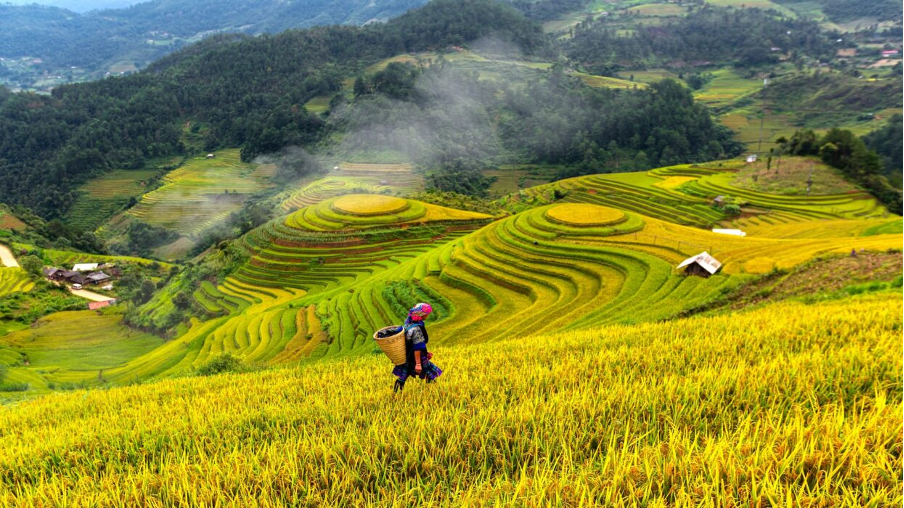 Terrace Field in Sa Pa.